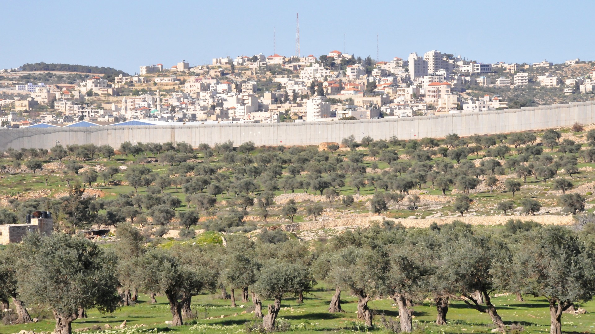 Bethléem, les champs d'oliviers séparés par le mur (photo Maurice Page 2014)