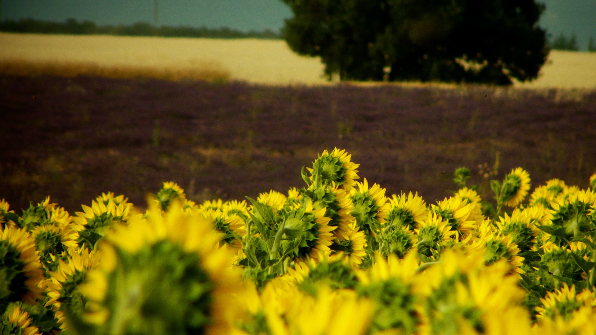 La spéculation alimentaire cause de grandes détresses dans le monde (Photo:Alpha du centaure/Flickr/CC BY 2.0)