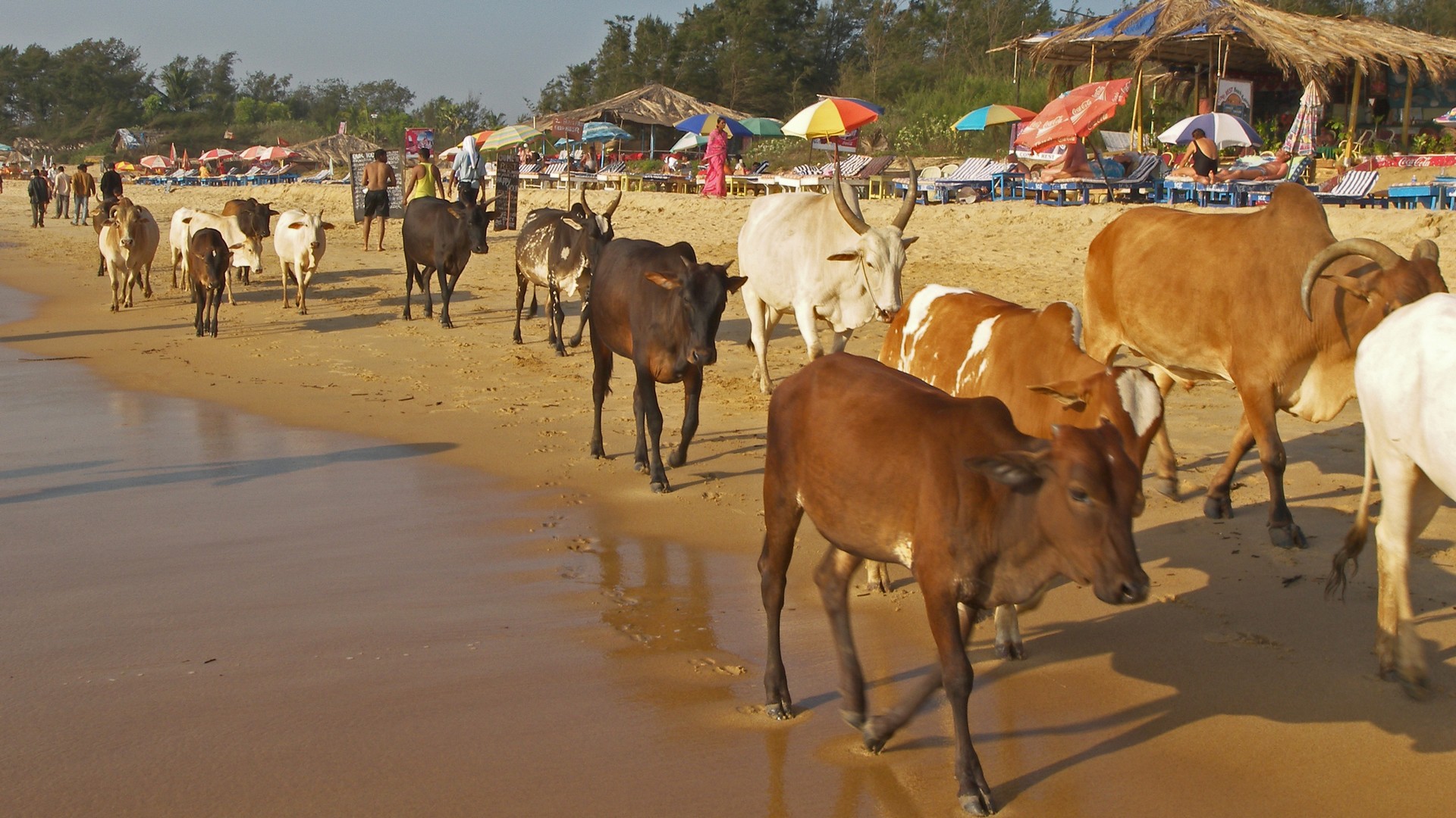 Un troupeau de vaches sacrées en Inde  (photo Flickr  Philofoto CC BY-NC-ND 2.0)
