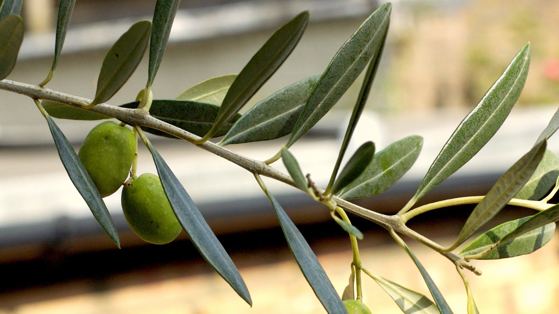 En Italie, une grave maladie touche les oliviers (Photo:Gorgeoux/Flickr/CC BY-NC-SA 2.0)