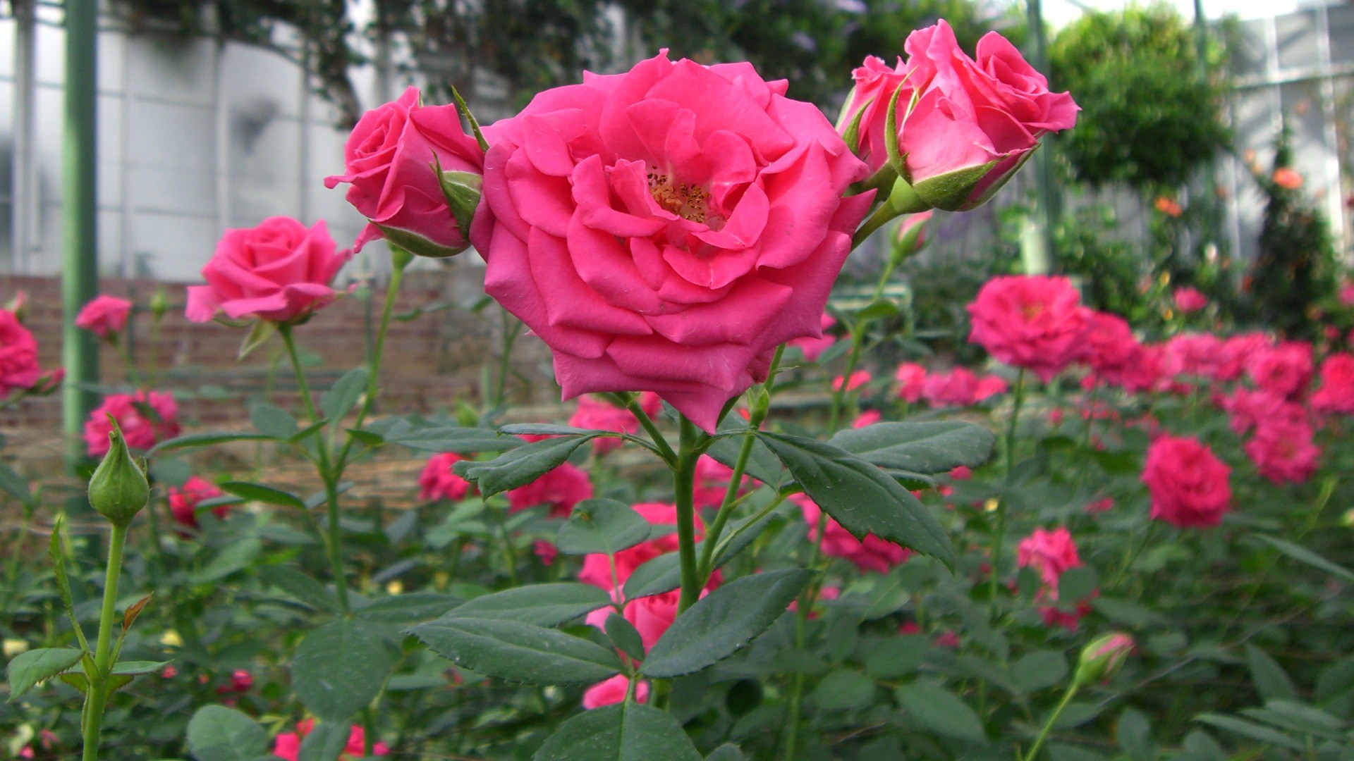 160'000 roses en vente pour le droit à l'alimentation (Photo:Carol Nichols/Flickr/CC BY-NC-SA 2.0)