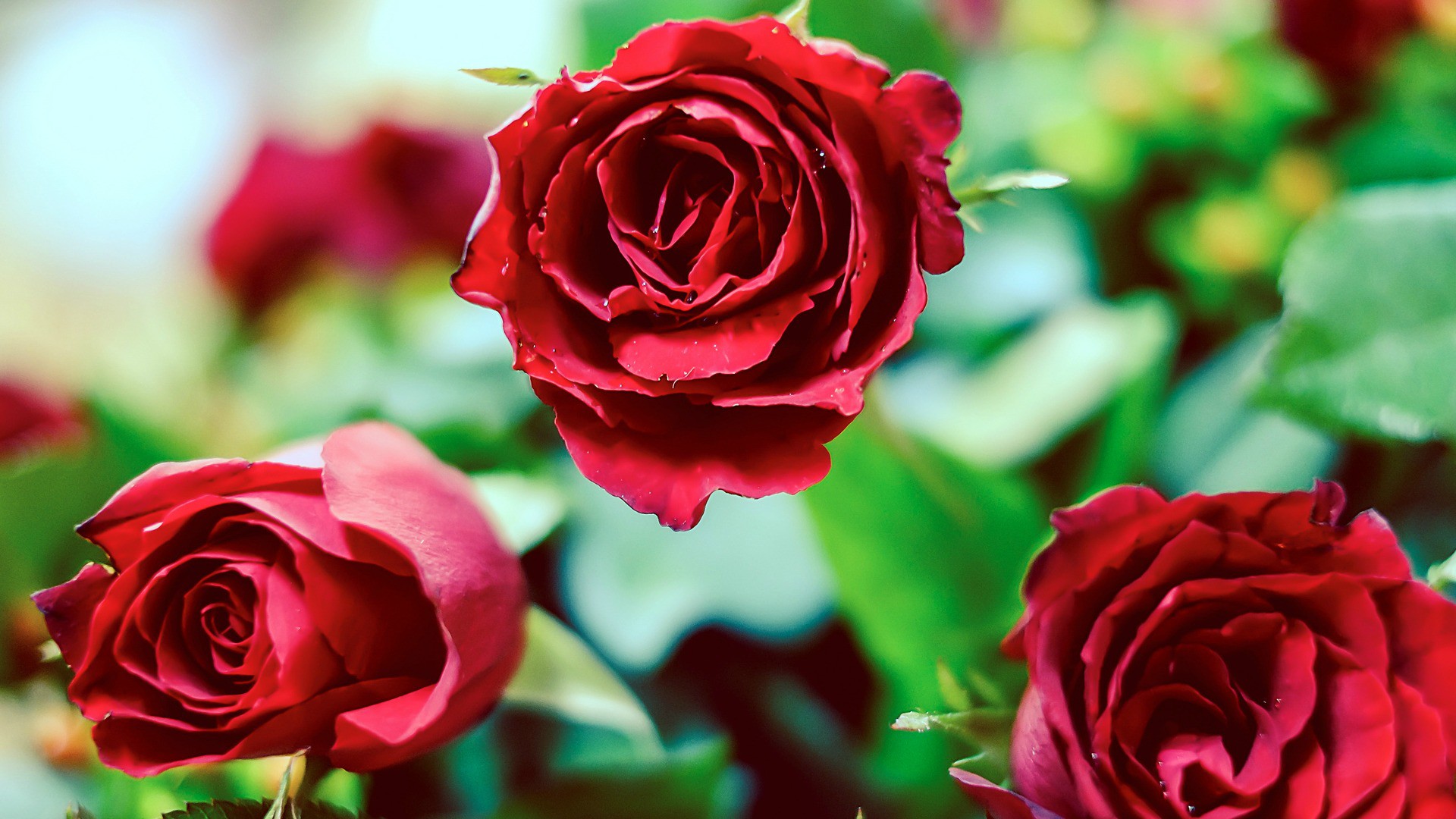 La journée des roses a rapporté 800'000 francs (Photo:Daniel Go/Flickr/CC BY-NC 2.0)