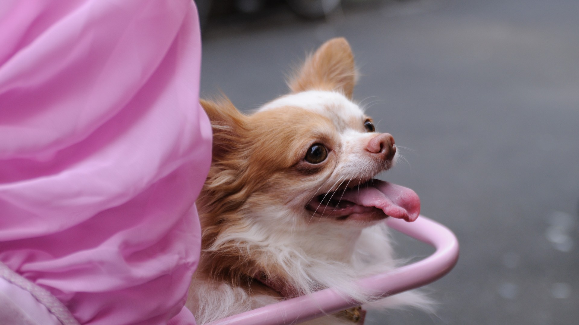 Un chien de la race chihuahua se laisse promener dans une poussette (photo Flickr Ajari CC BY 2.0)