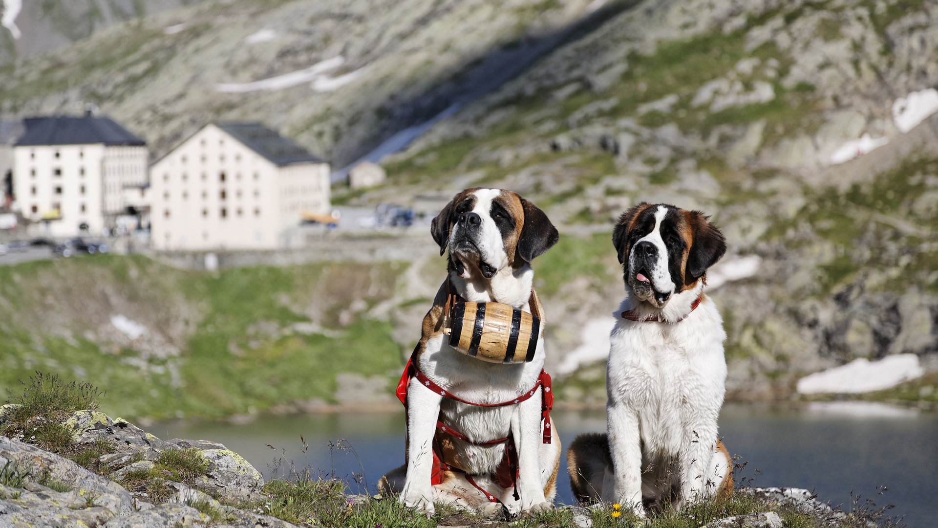 Chiens du Grand Saint Bernard  (photo fondation Barry) 