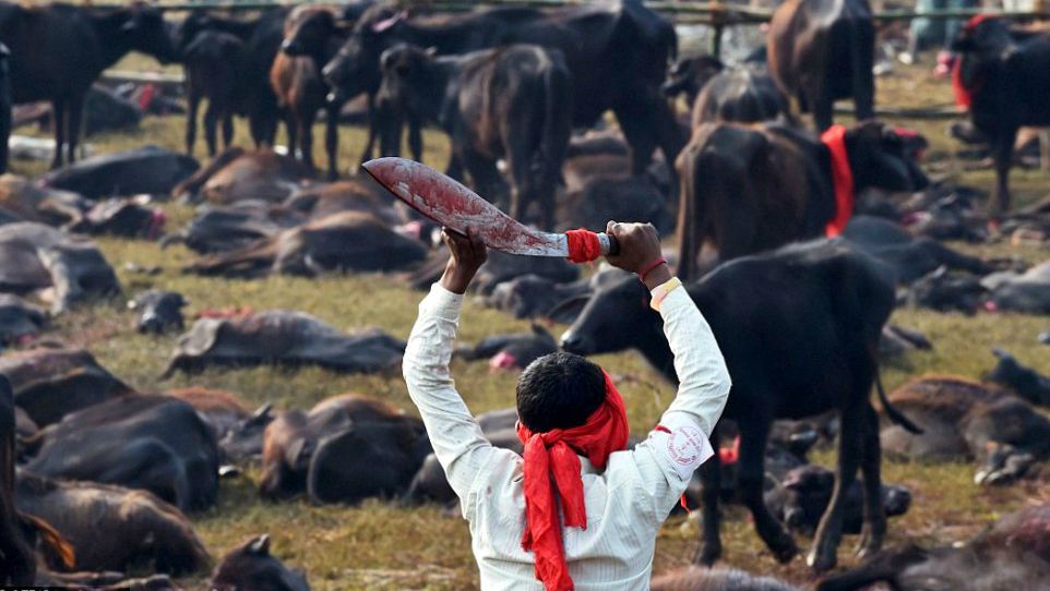 Des milliers de bêtes sont sacrifiées lors du festival de Dashain, au Népal (Photo:oriana.italy/Flickr/CC BY-NC-ND 2.0)