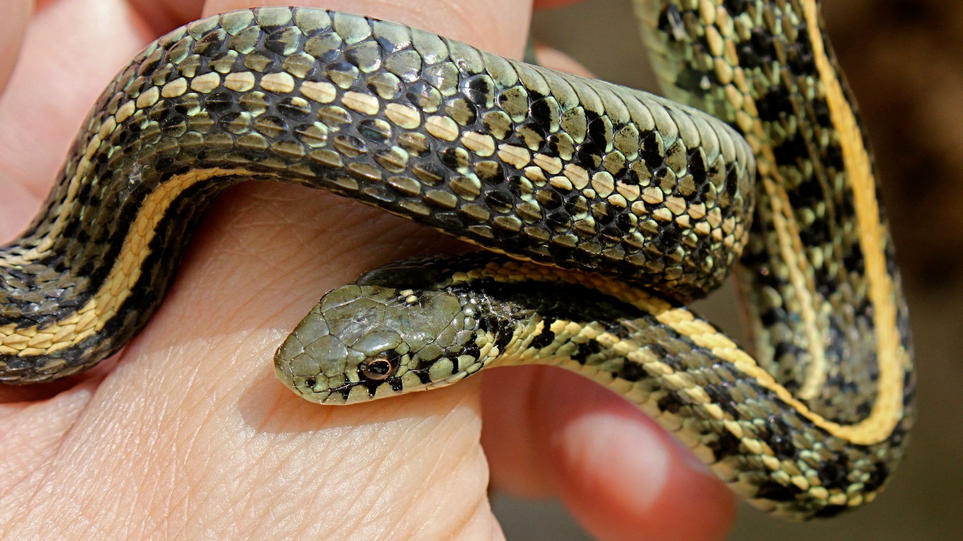 Le pasteur fait avaler des serpents à ses fidèles (Photo: Douglas Mills/Flickr/CC BY-NC-ND 2.0)