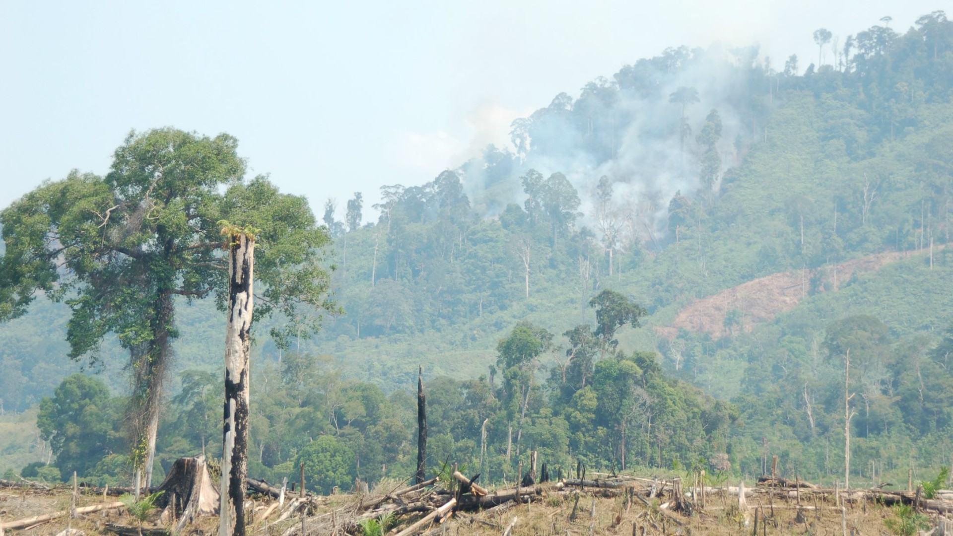 L'Indonésie, le plus grand Etat musulman au monde, est touchée par la déforestation (Photo:CIFOR/Flickr/CC BY-NC-ND 2.0)