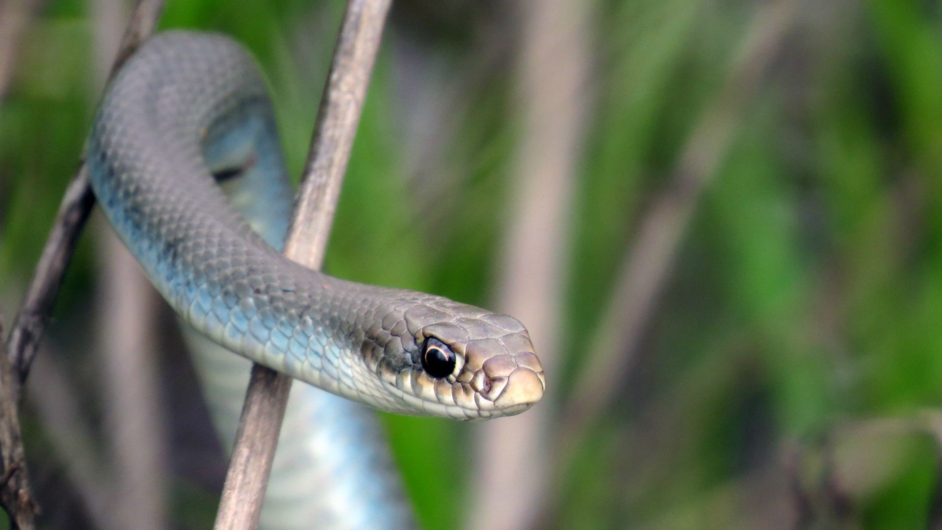 Le pasteur Penuel Mnguni  faisait manger des serpents à ses fidèles. (Photo: Flickr/USFWSmidwest/CC BY 2.0