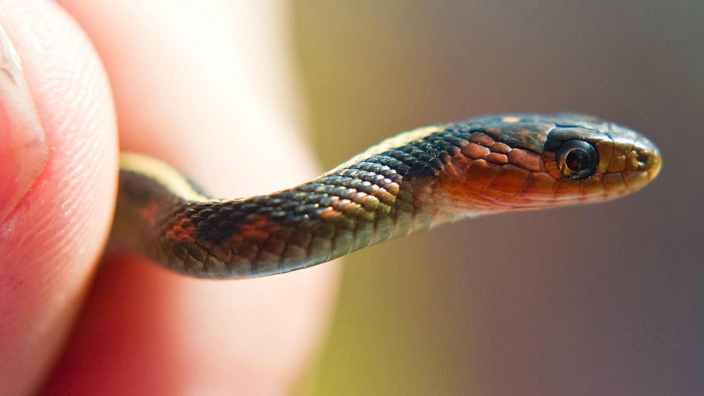 Le prédicateur sud-africain ferait manger des serpents à ses fidèles (Photo:ap./Flickr/CC BY-NC 2.0)