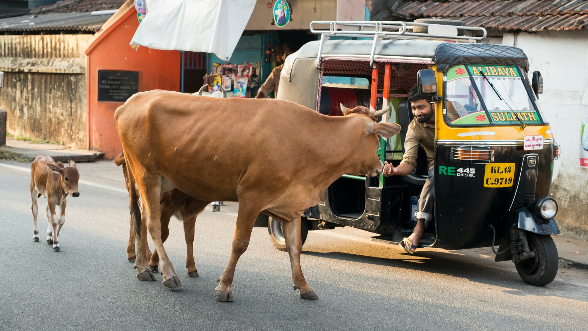 Les vaches sont des animaux sacrés dans l'hindouisme (Photo:www.david baxendale.com/Flickr/CC BY-ND 2.0)