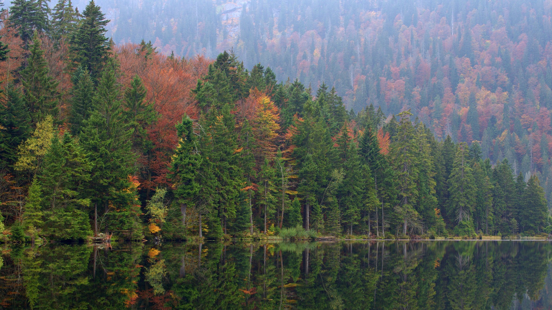 Le sapin de la Place St-Pierre provient des forêts du Haut-Adiqe (Photo:Marco Chi/Flickr/CC BY-NC-ND 2.0)