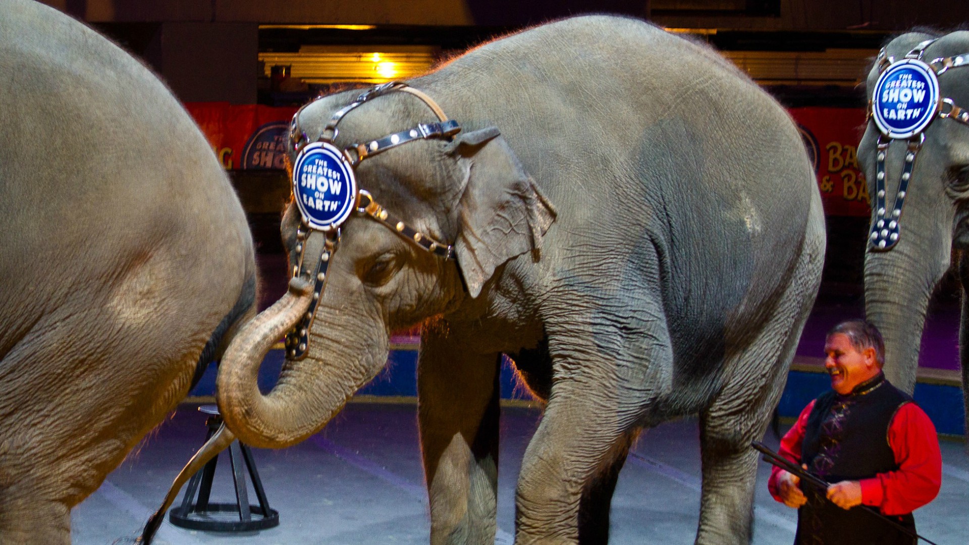 Les défenseurs des animaux s'opposent aux spectacles de cirque (Photo:Arthur T. LaBar/Flickr/CC BY-NC 2.0)