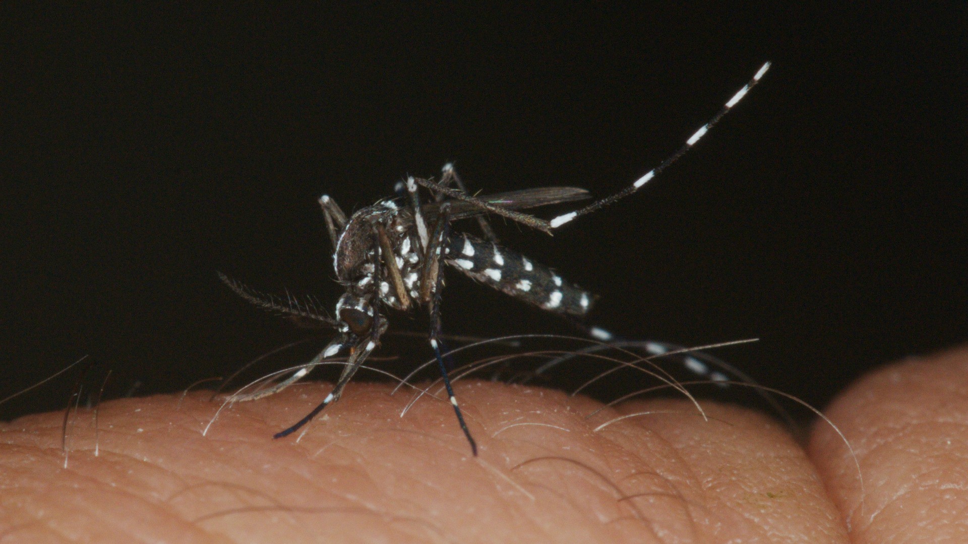 Le virus Zika est transmis par les moustiques (Photo: AFPMB/Flickr/CC BY-NC-ND 2.0)