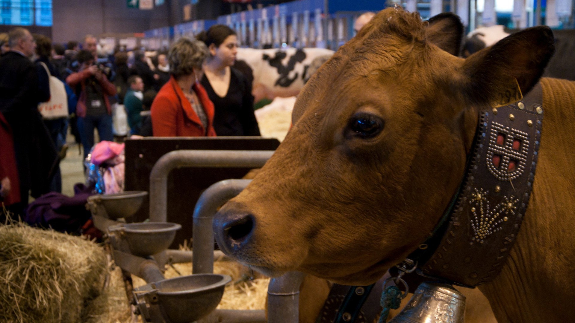 Une vache au Salon de l'agriculture de Paris (Photo:Mathieu Dehlinger/Flickr/CC BY-SA 2.0)