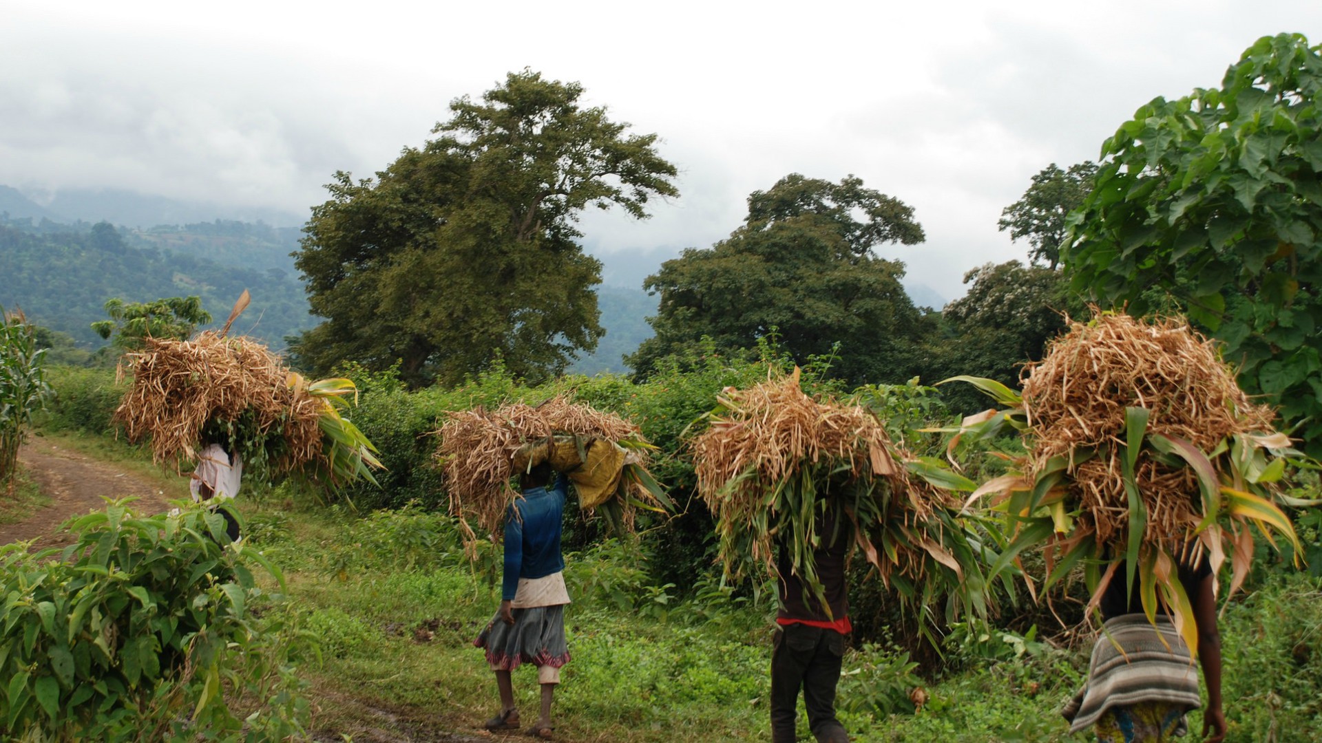 L'agriculture en Afrique (Photo d'illustration:CYMMYT/Flickr/CC BY-NC-SA 2.0)