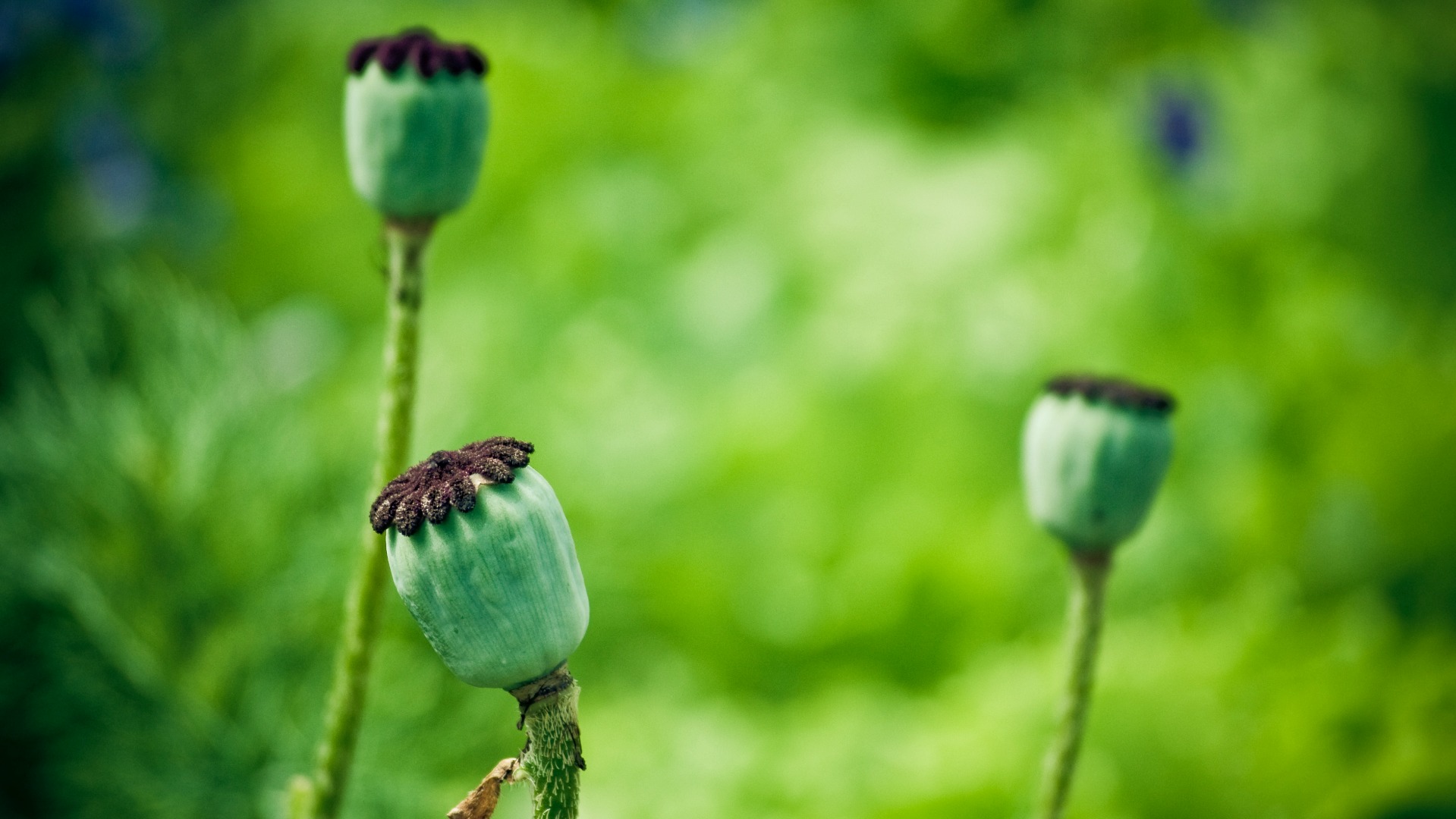 Beaucoup de paysans du Sud subsistent grâce à la culture de l'opium (Photo:flylynx/Flickr/CC BY-NC-ND 2.0)