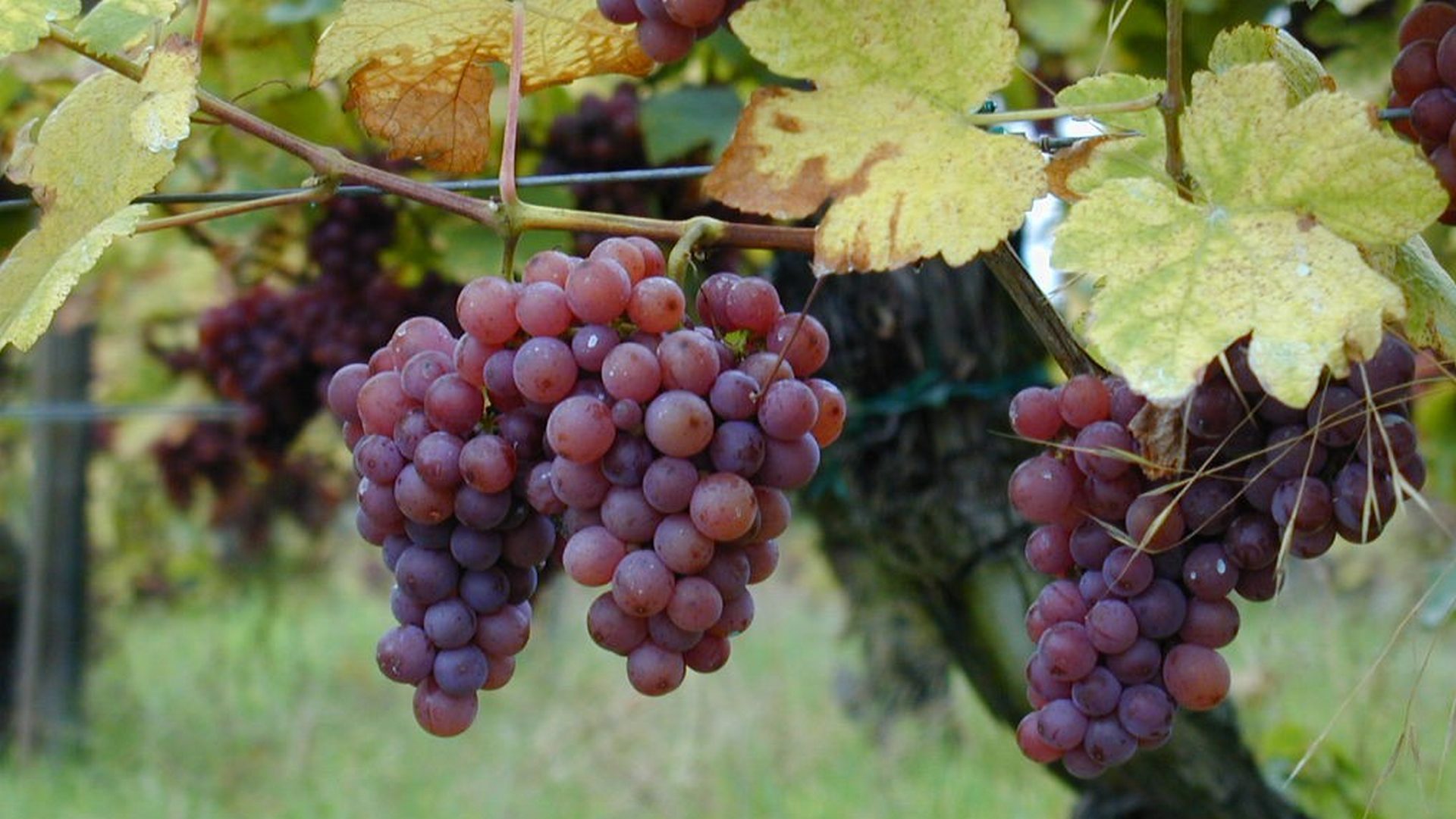 Raisins sur un pied de vigne Gewurztraminer (photo Wikimedia commons Jean Trimbach CC BY-SA 3.0) 