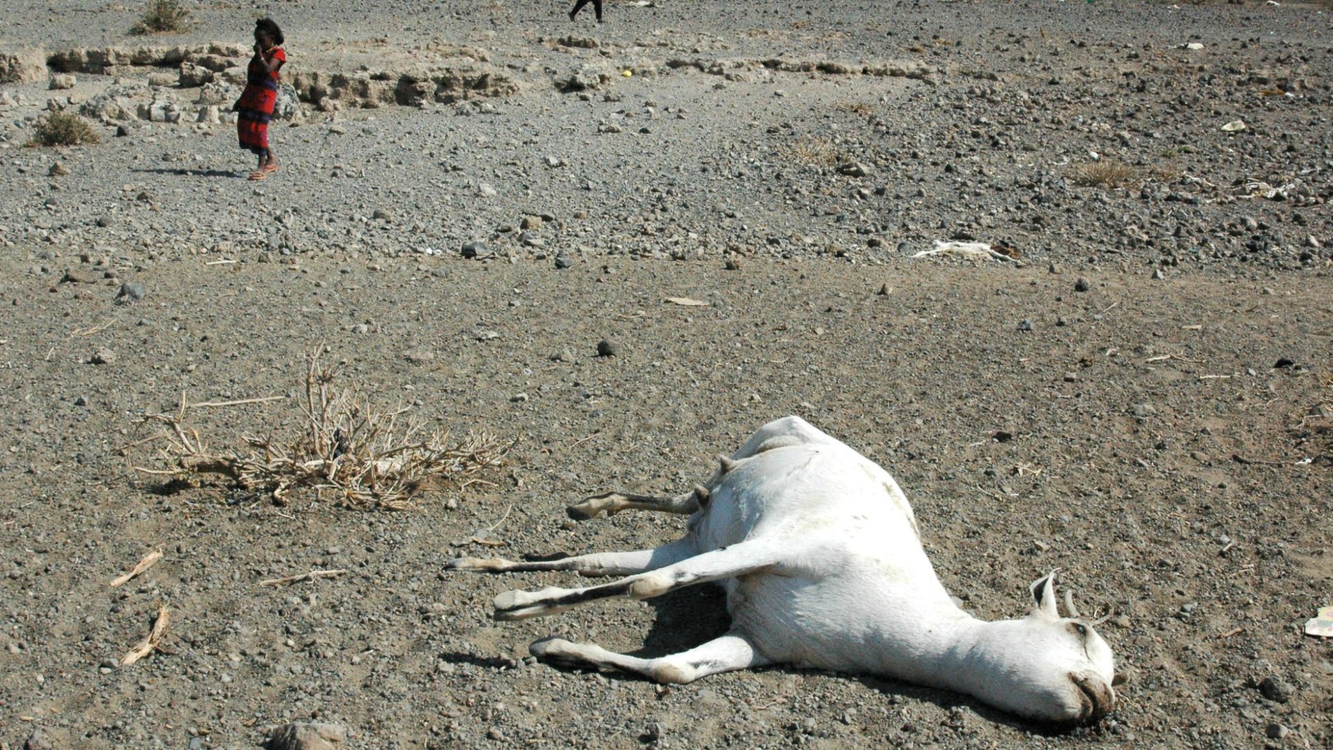 En Afrique de l'Est, le changement climatique a causé une sécheresse qui a tué de nombreuses têtes de bétail | ©Andrew Heavens/Flickr/CC BY-NC-ND 2.0