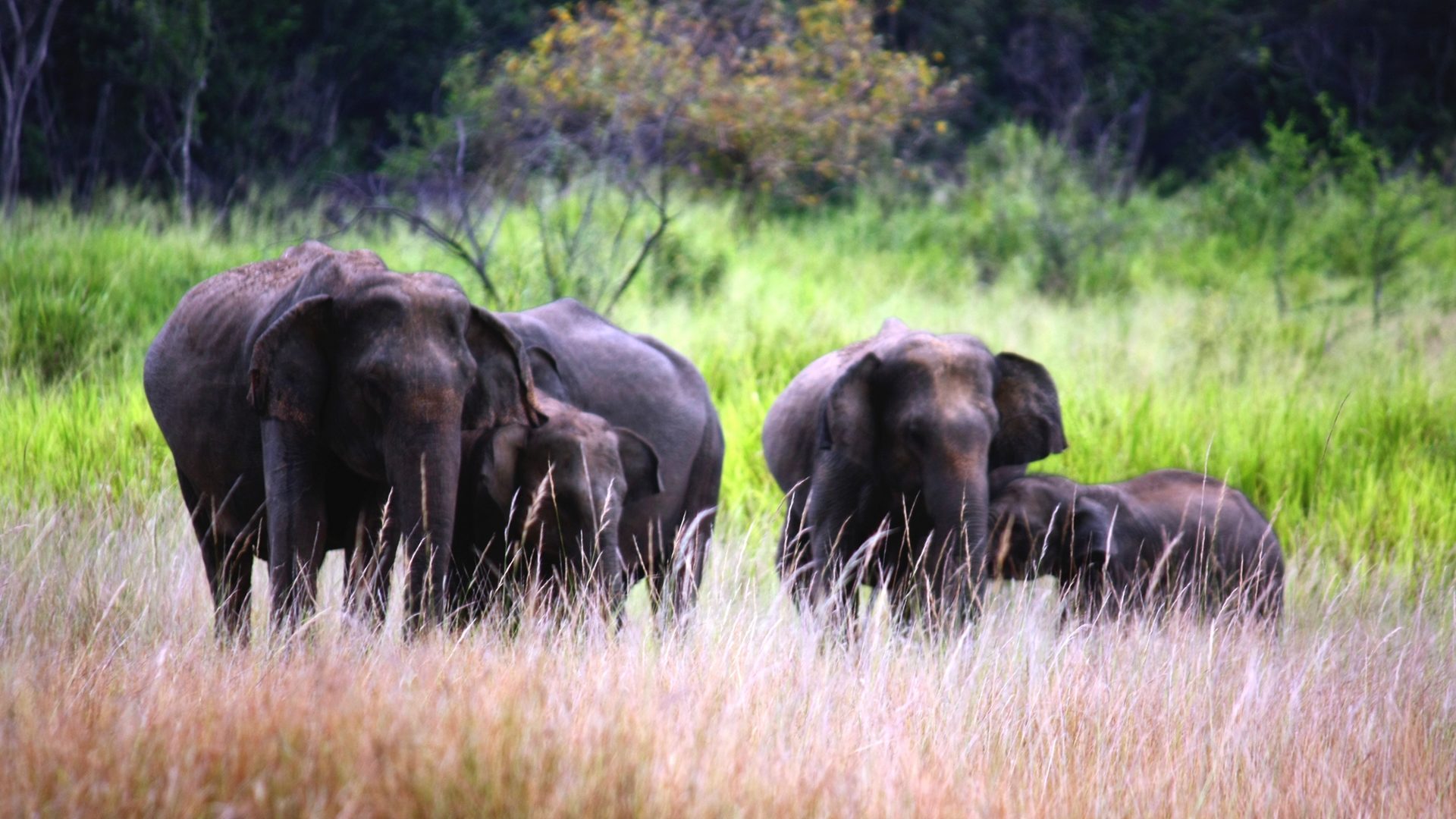 Les éléphants sauvages du Sri Lanka sont menacés (photo wikimedia commons Anton Croos CC BY-SA 4.0)