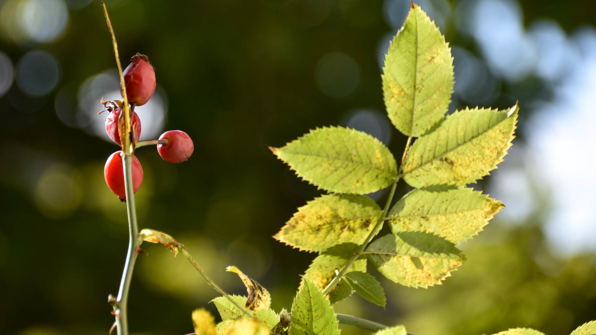  Quel monde laisser aux générations futures? Les fruits de l'aubépine à l'automne (photo Maurice Page)  