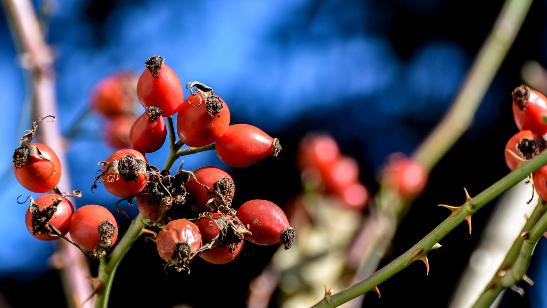 Les fruits de l'aubépine à l'automne (photo Maurice Page)  