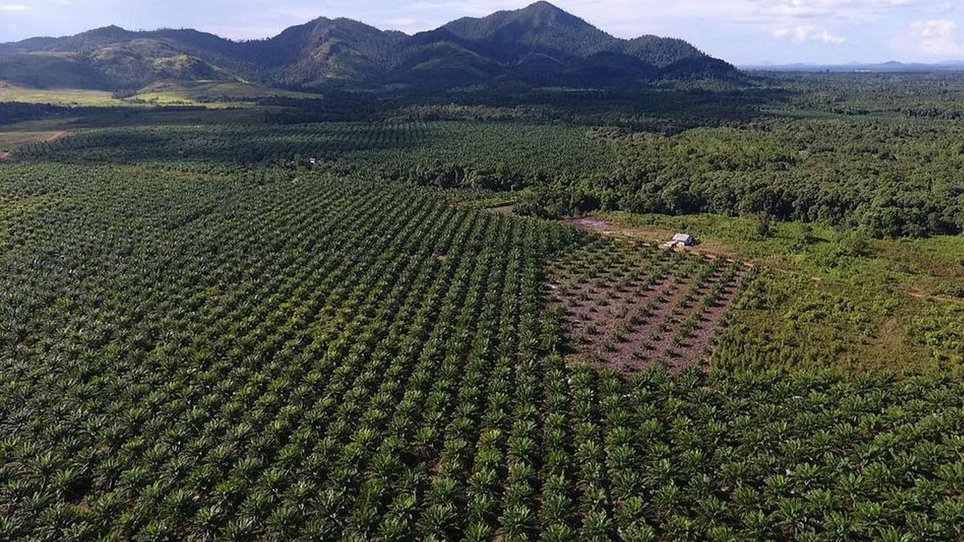 Plantations de palmiers à huile en Indonésie (photo voir-et-agir.ch François de Sury)