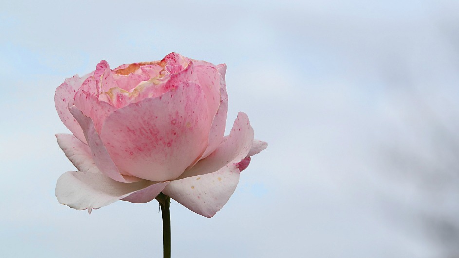 Une rose pour aider les paysans pauvres du Guatemala (Photo:Pittou2/Flickr/CC BY-NC 2.0)