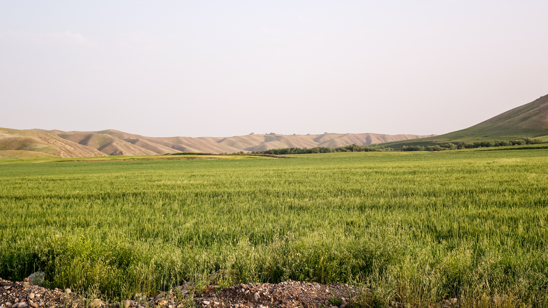 Champs d'orge dans la plaine de Ninive, au nord de l'Irak,  au printemps (photo Maurice Page) 