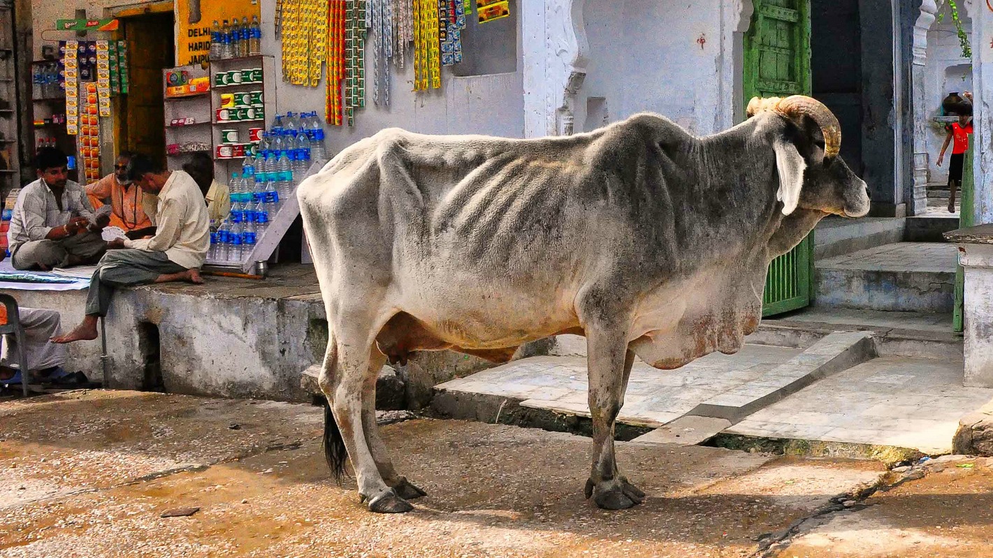 Dans la tradition hindouiste, la vache est un animal sacré (Photo: Rod Wadington/Flickr/CC BY-SA 2.0)