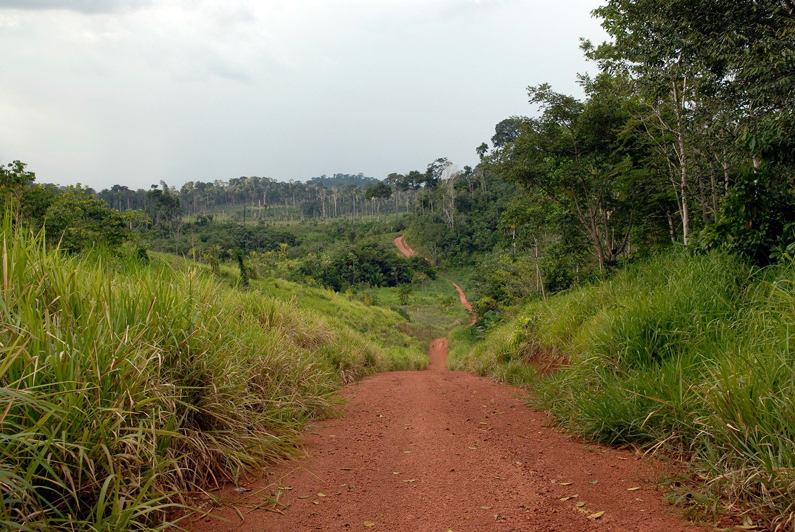 L'Amazonie s'étend sur 5,5 millions de km2 et dont une large part est recouverte par la forêt... menacée de disparaître. (Photo: J.C. Gerez)