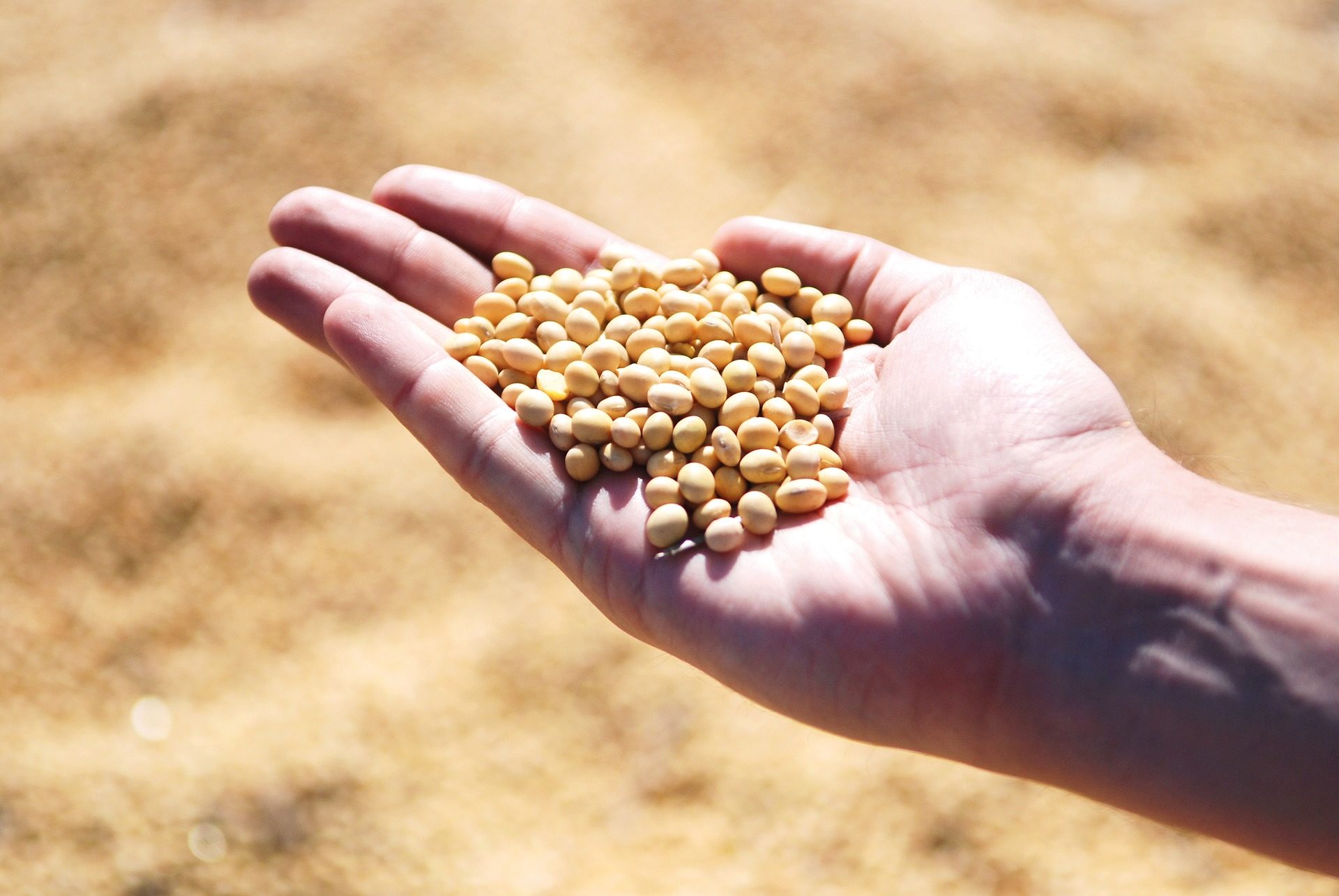 Le Saint-Siège fournira des semences aux populations rurales dans le besoin (Photo:Pixabay.com)