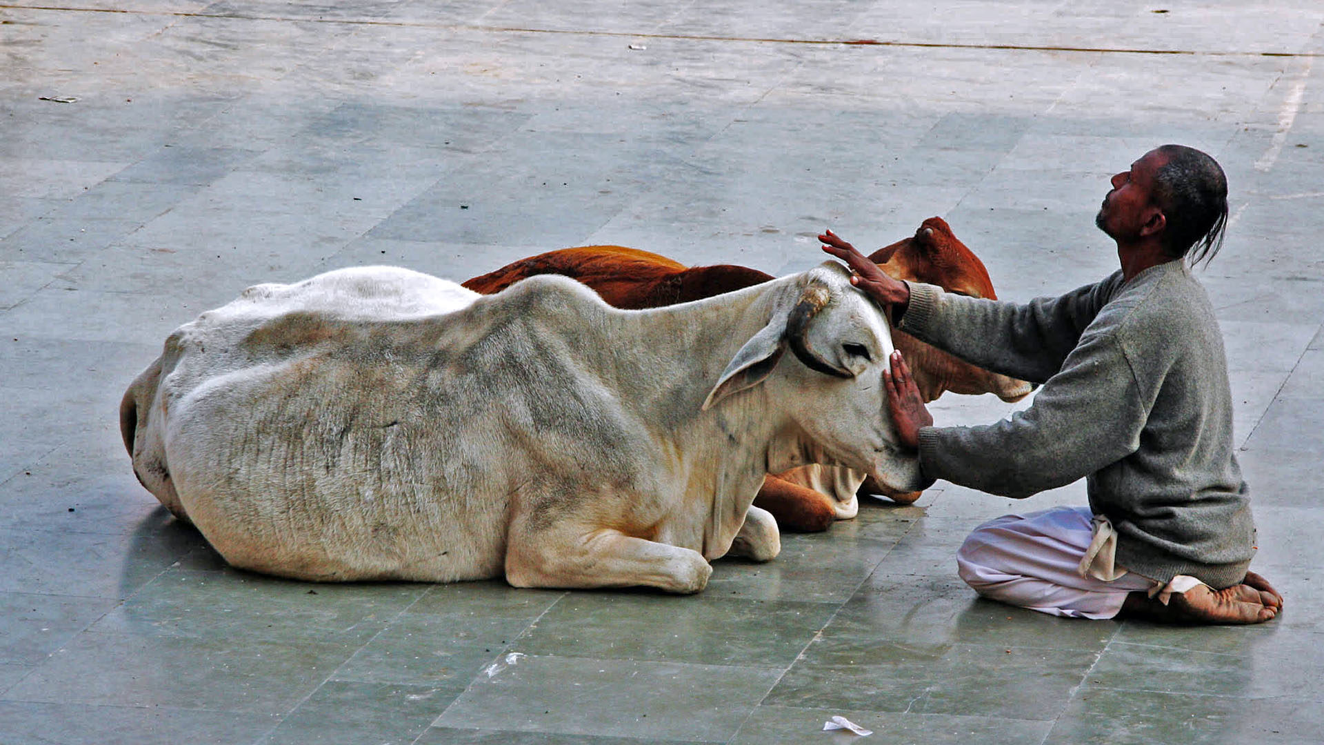 Est-ce que l'antispécisme, qui combat la discrimination entre espèces animales, s'apparente à un nouveau courant religieux? (Photo: Wikimedia Commons/Wen-Yan King/CC BY 2.0)