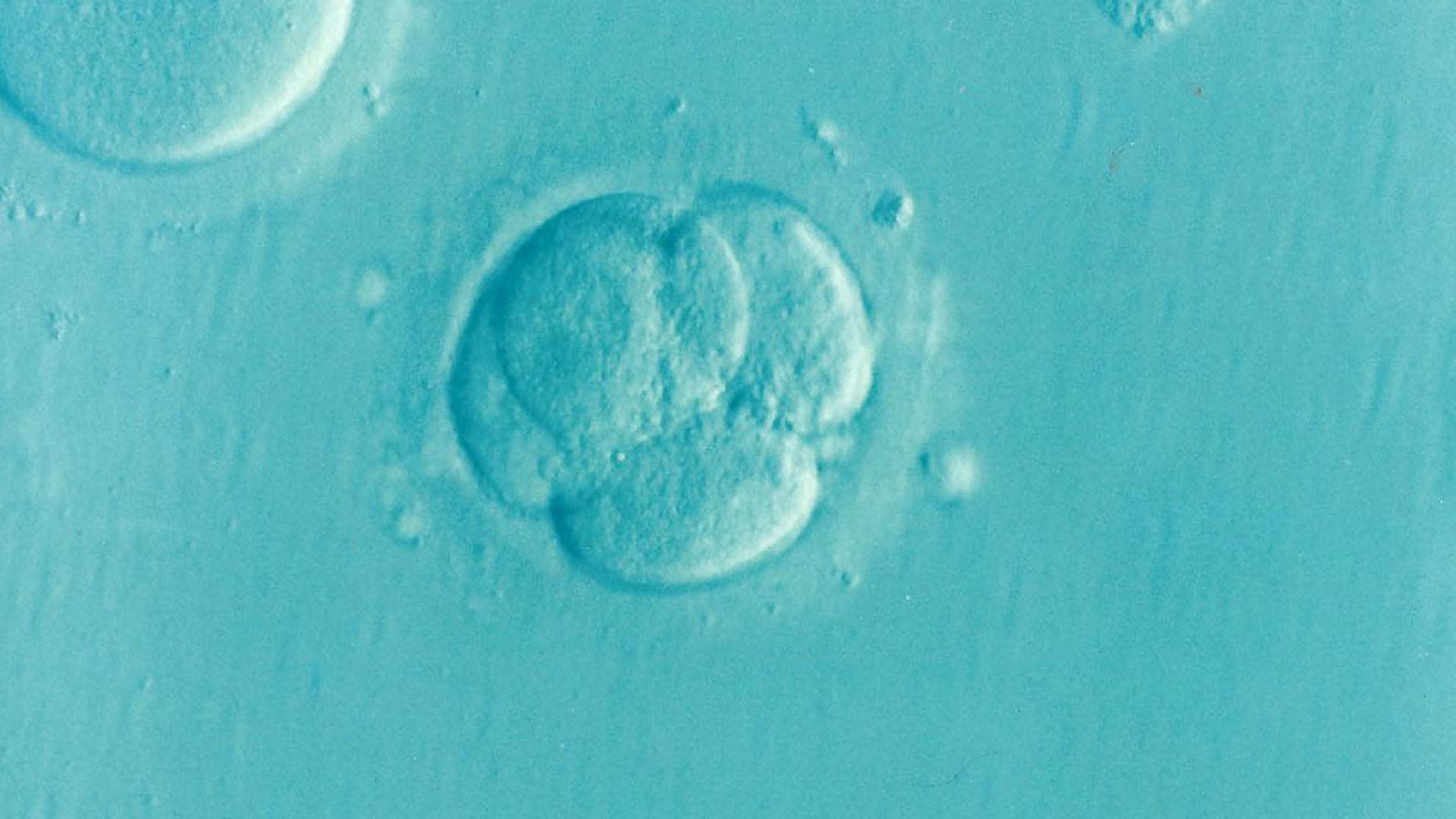 Les chercheurs américains ont modifié le génome d'embryons (Photo: Pixabay.com)