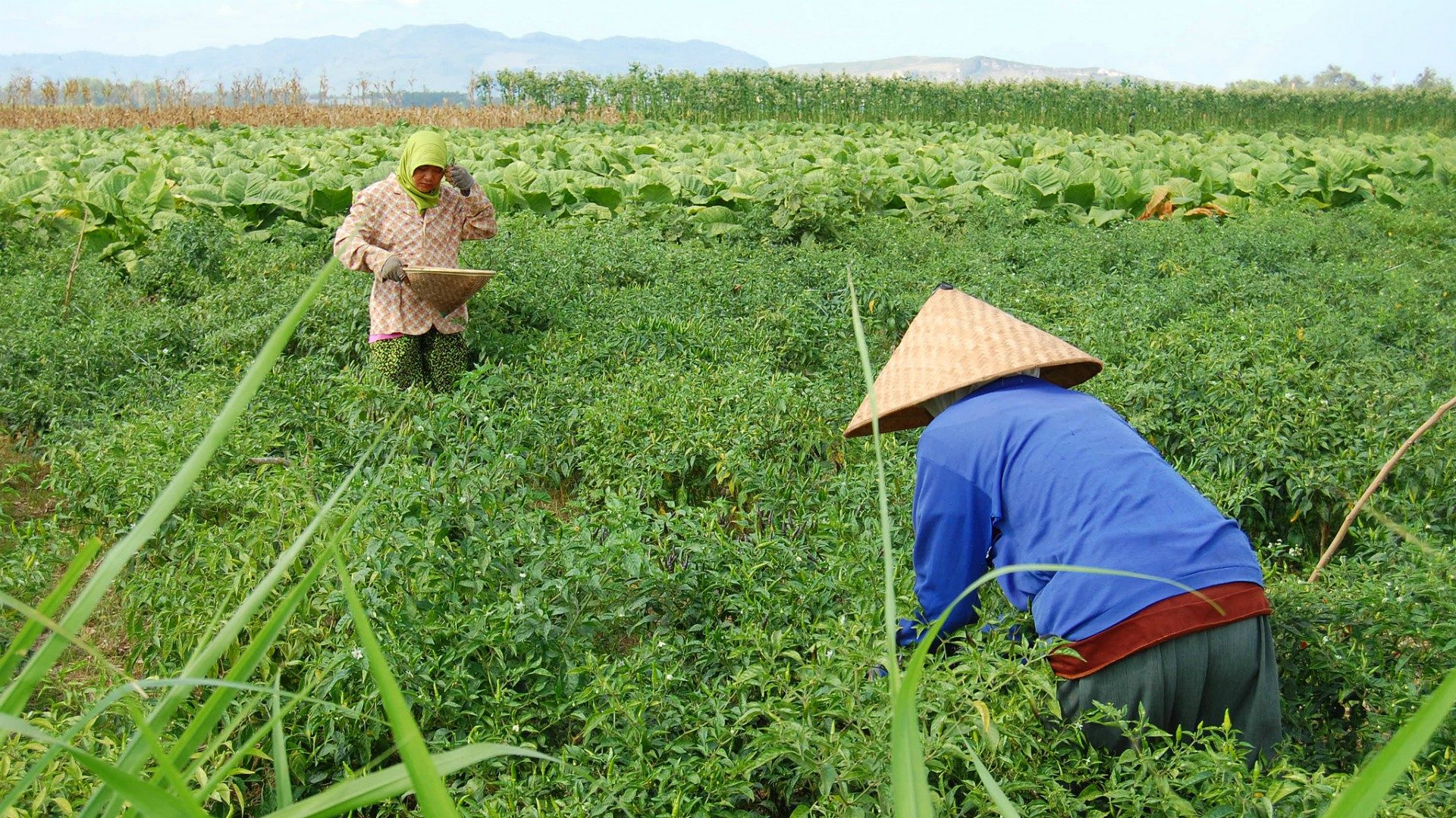 Grâce à l'agriculture biologique, les paysans de Ruteng ont grandement amélioré leurs rendements (Photo d'illustration:Ikhlasul Amal/Flickr/CC BY-NC 2.0)
