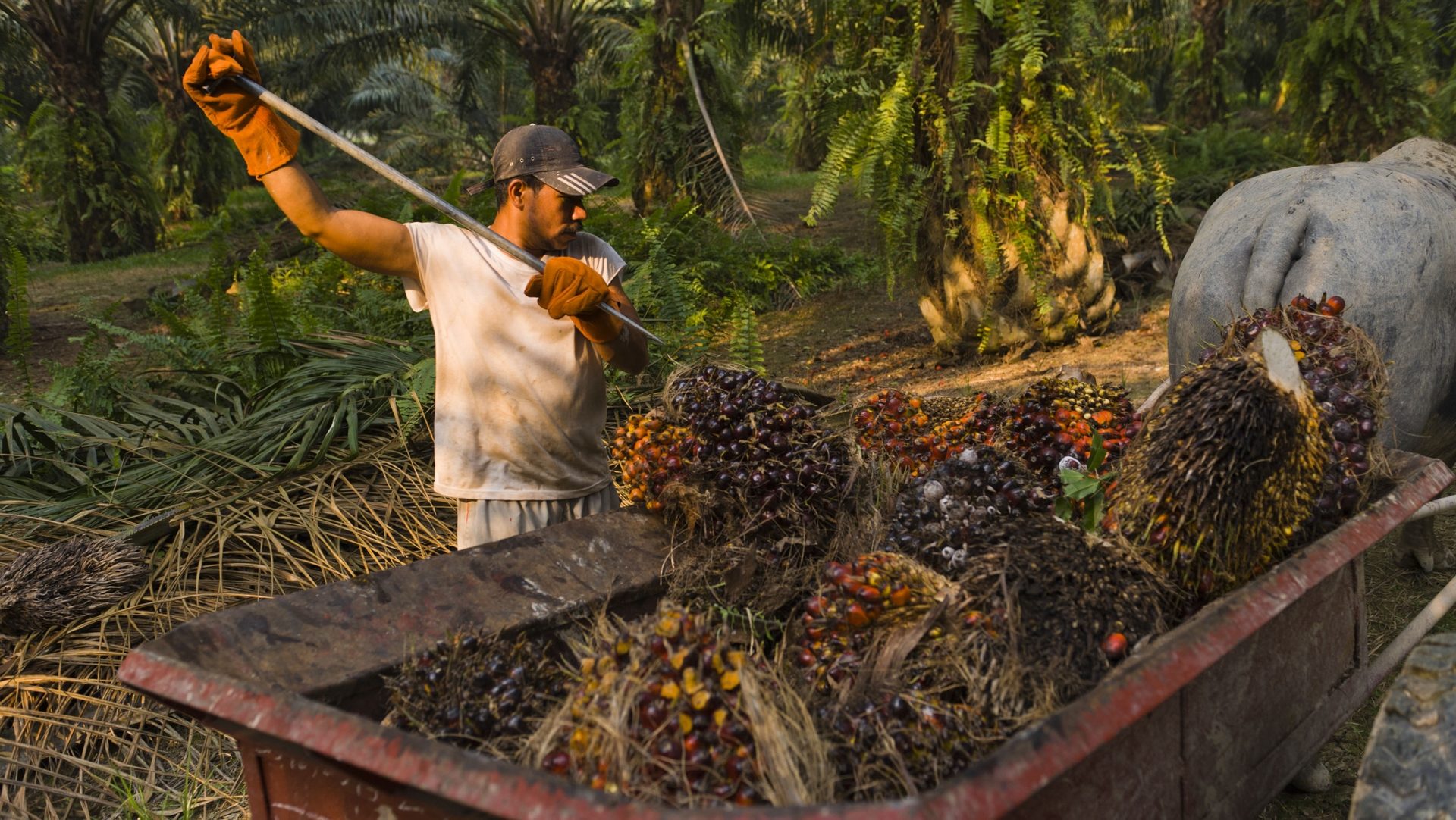 Récolte manuelle du palmier à huile en Malaisie | COOP service de presse 