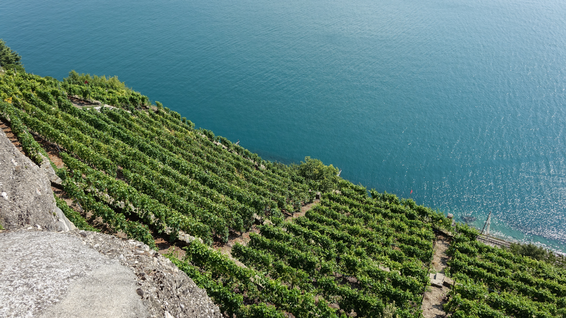 Lavaux: quand les vignes plongent dans le lac Léman | © Maurice Page 