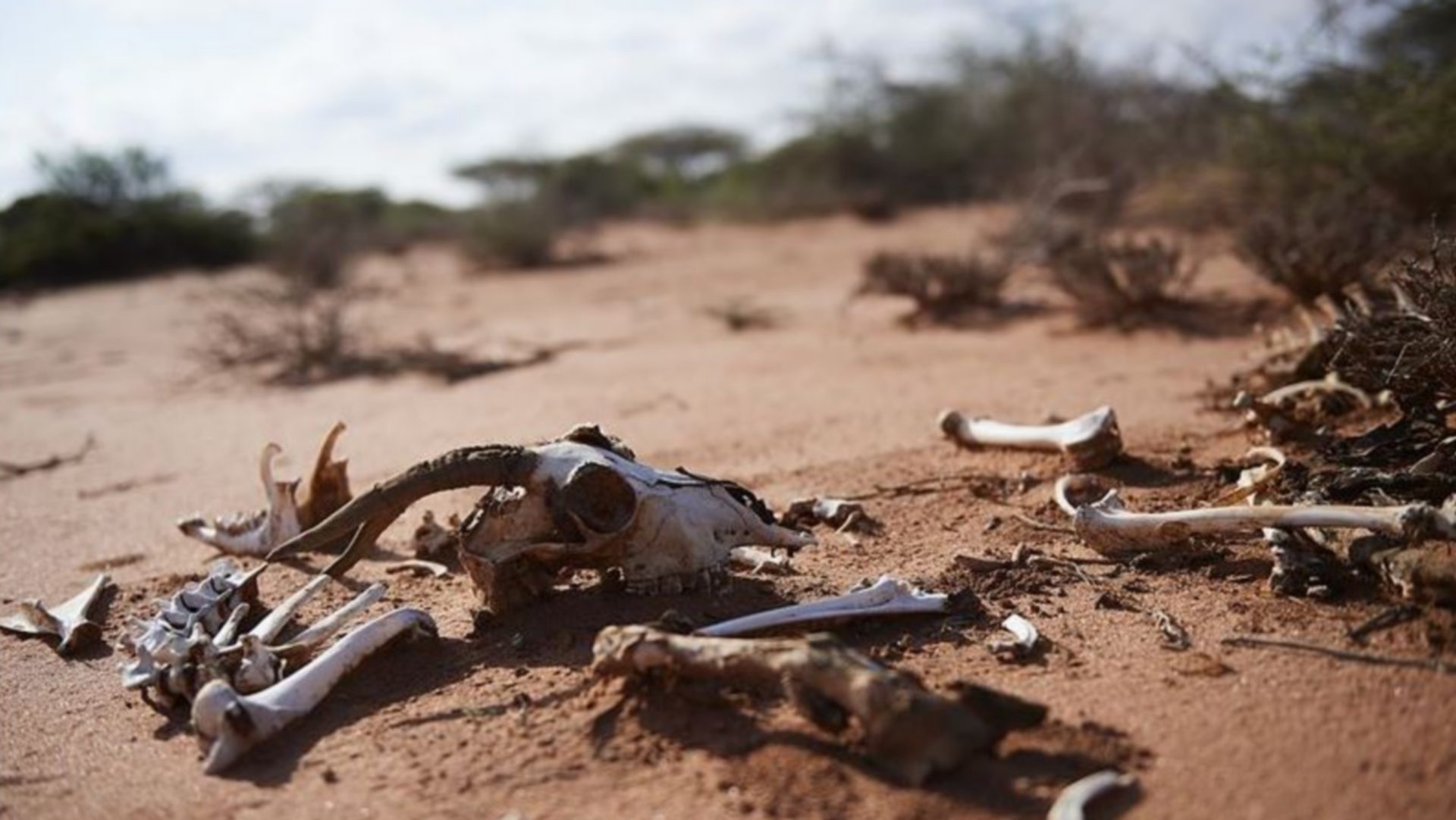 Somaliland, les éleveurs ont perdu 95% de leur bétail | Fabian Biasio Caritas Suisse