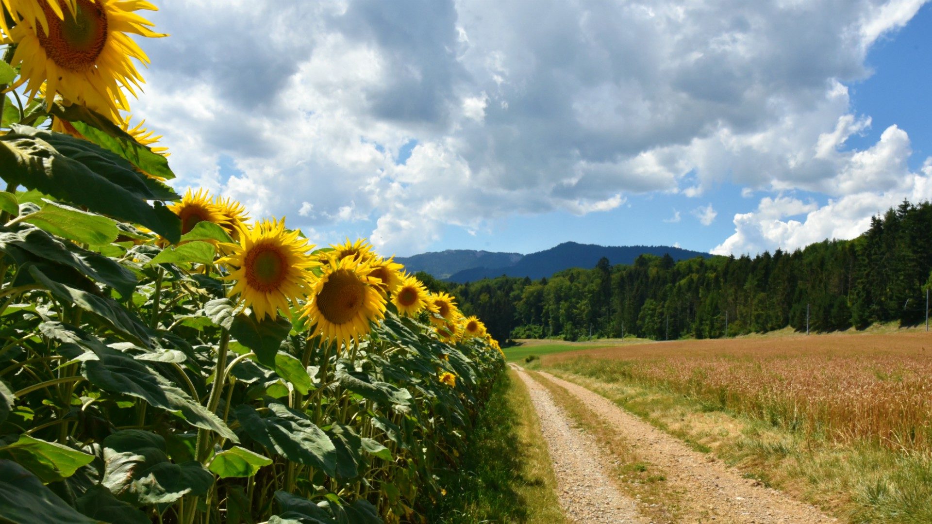 Durant l'été, cath.ch vous emmène sur le tronçon suisse de la Via Francigena | © Raphaël Zbinden