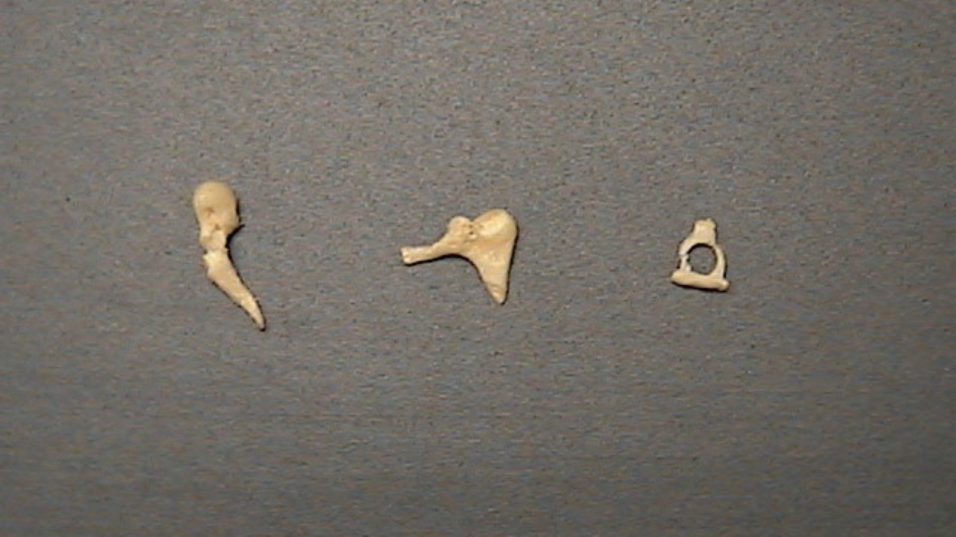 On ne sait pas encore à qui appartenaient les fragments d'os | photo d'illustration: © Aj Gazmen/Flickr/CC BY-NC-ND 2.0