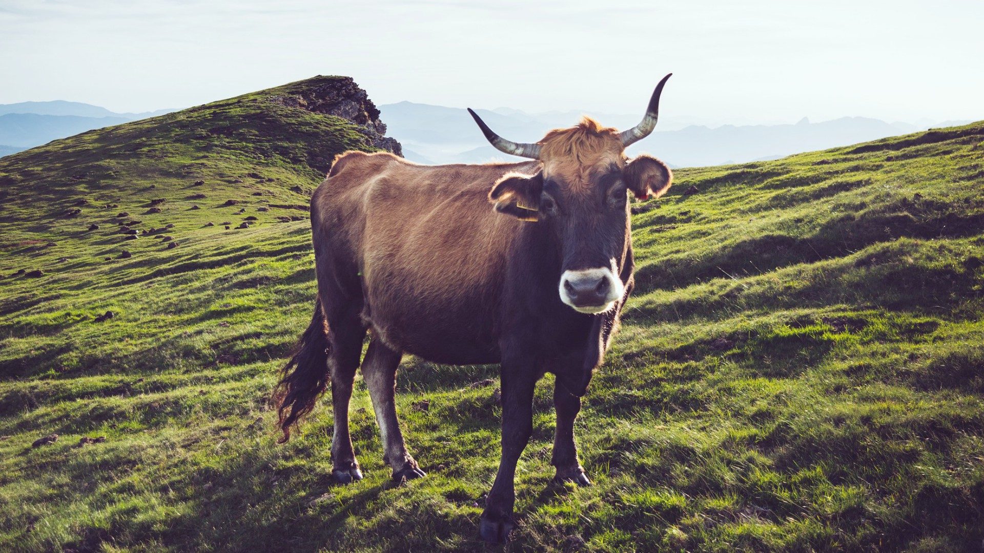 Les Suisses n'ont pas plébiscité les vaches à cornes (Pixabay)