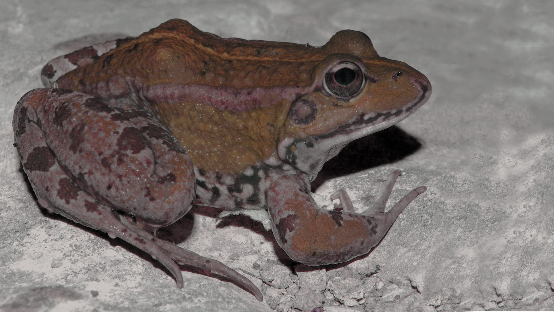 Le crapaud: "un animal éminemment utile et de bonne compagnie" | wikimedia commons