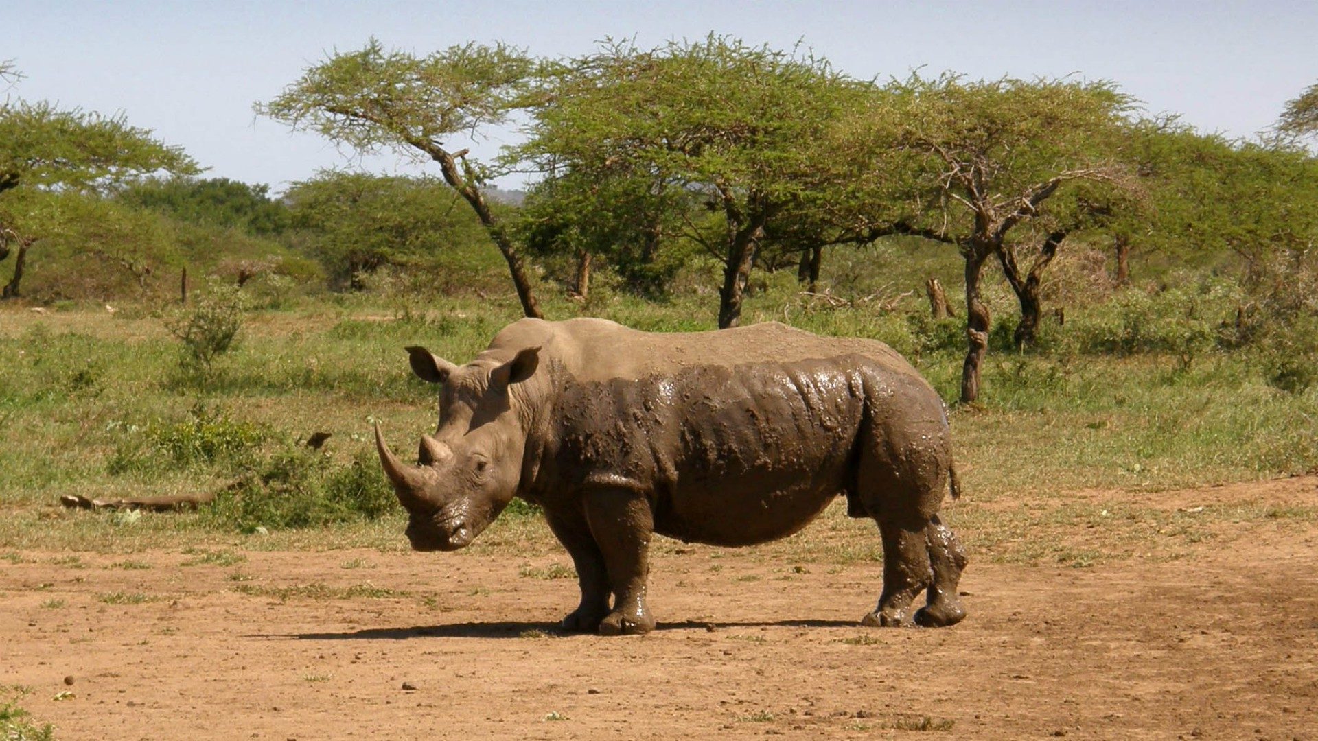 De nombreuses espèces sont menacées d'extinction | © gossipguy/wikimedia/CC BY-SA 3.0
