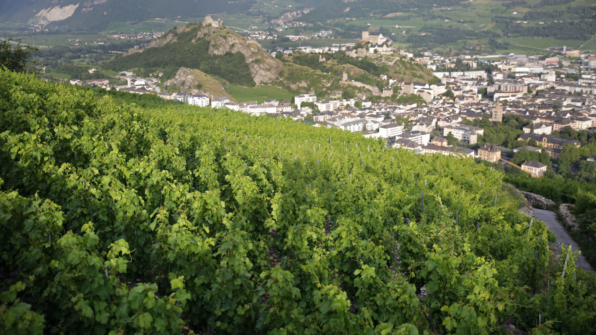 Le coteau de Lentine appartient au Chapitre de la cathédrale de Sion depuis le XIIIe siècle. | © Bernard Hallet 