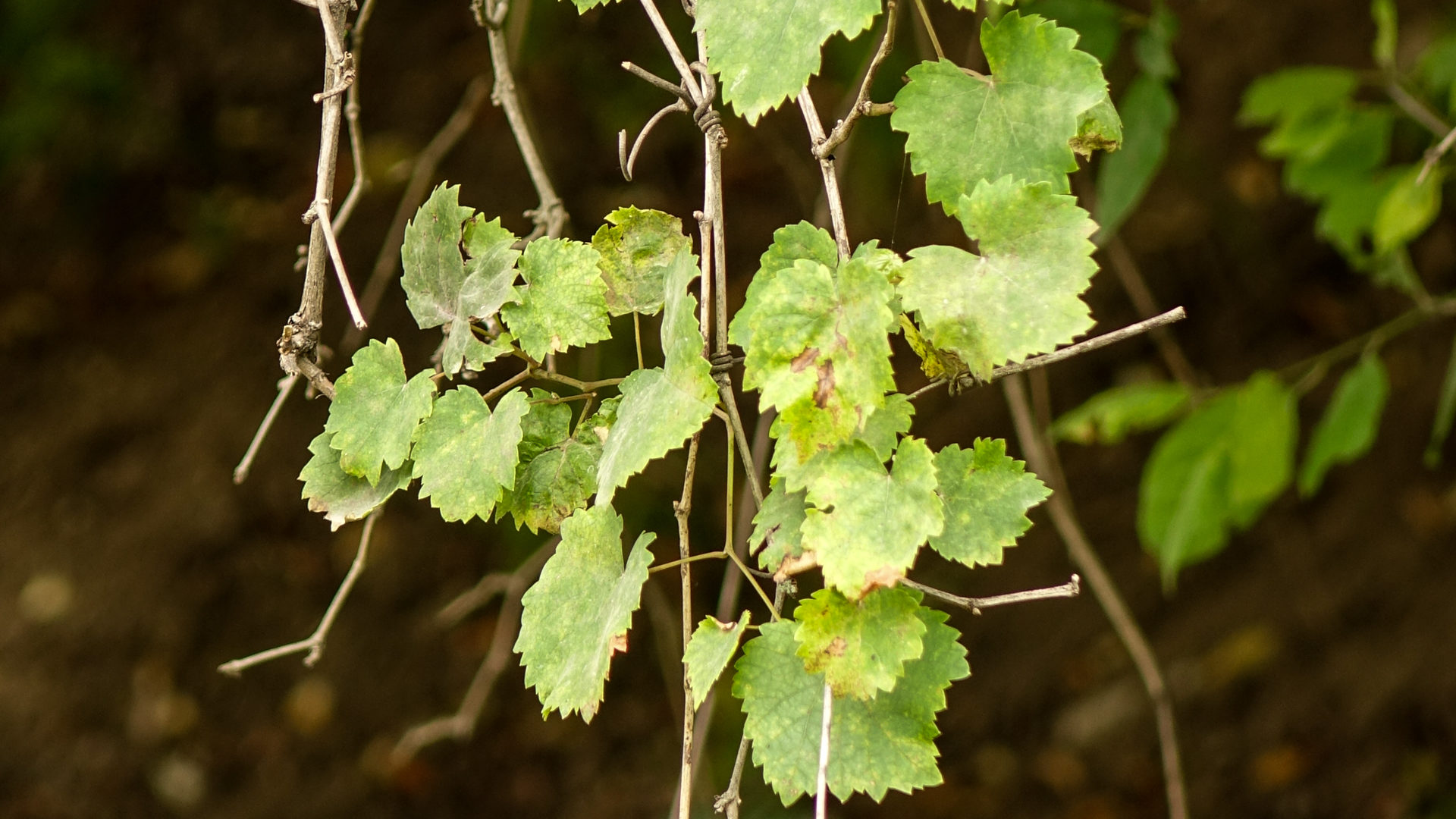 Un très rare plan de vigne sauvage, près d'Idjevan, au nord de l'Arménie | © Maurice Page 