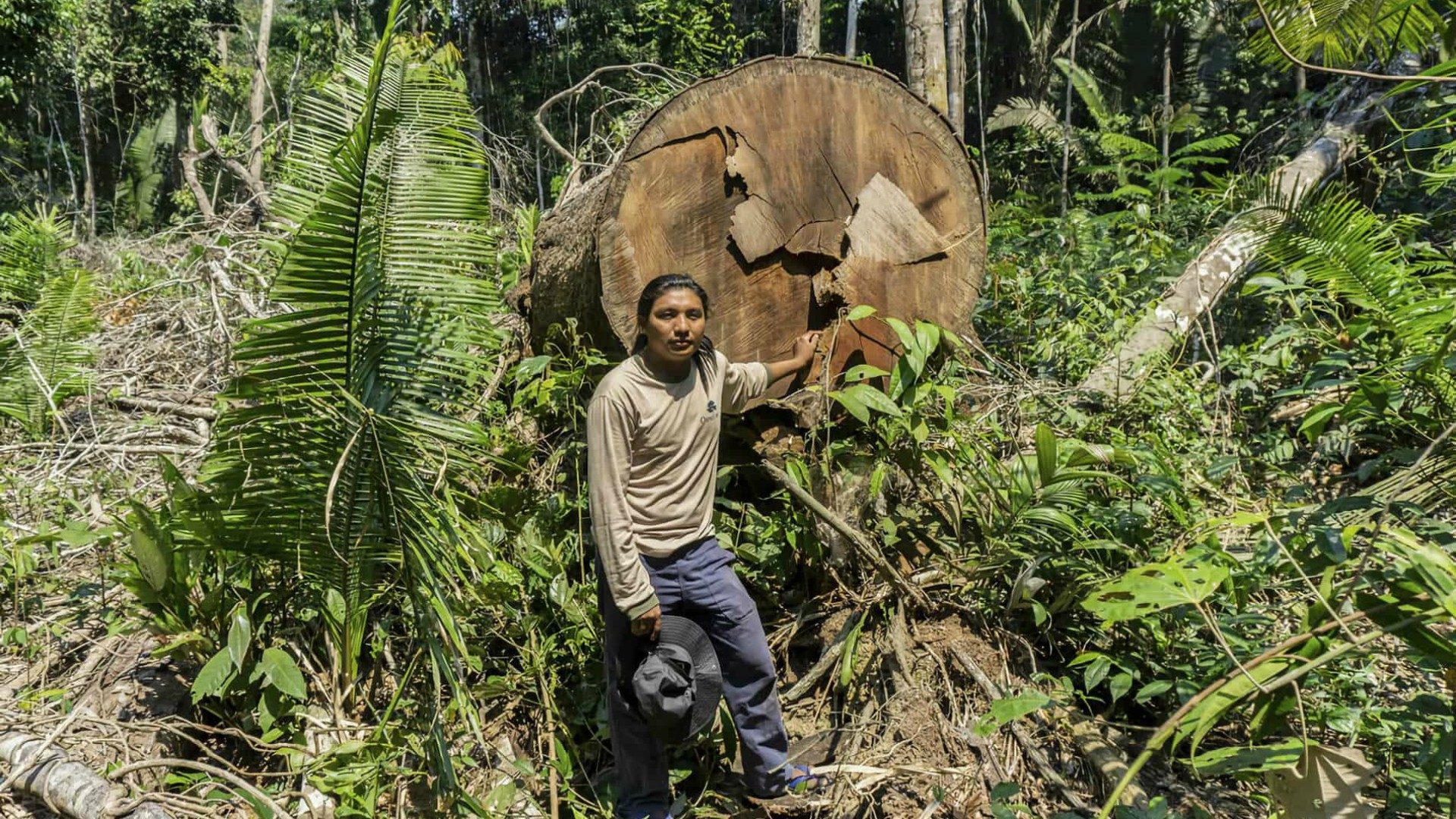 L'Amazonie brésilienne fait face à une grave déforestation, accélérée depuis l'arrivée au pouvoir de Jair Bolsonaro.  | © Rogério Assis, Greenpeace