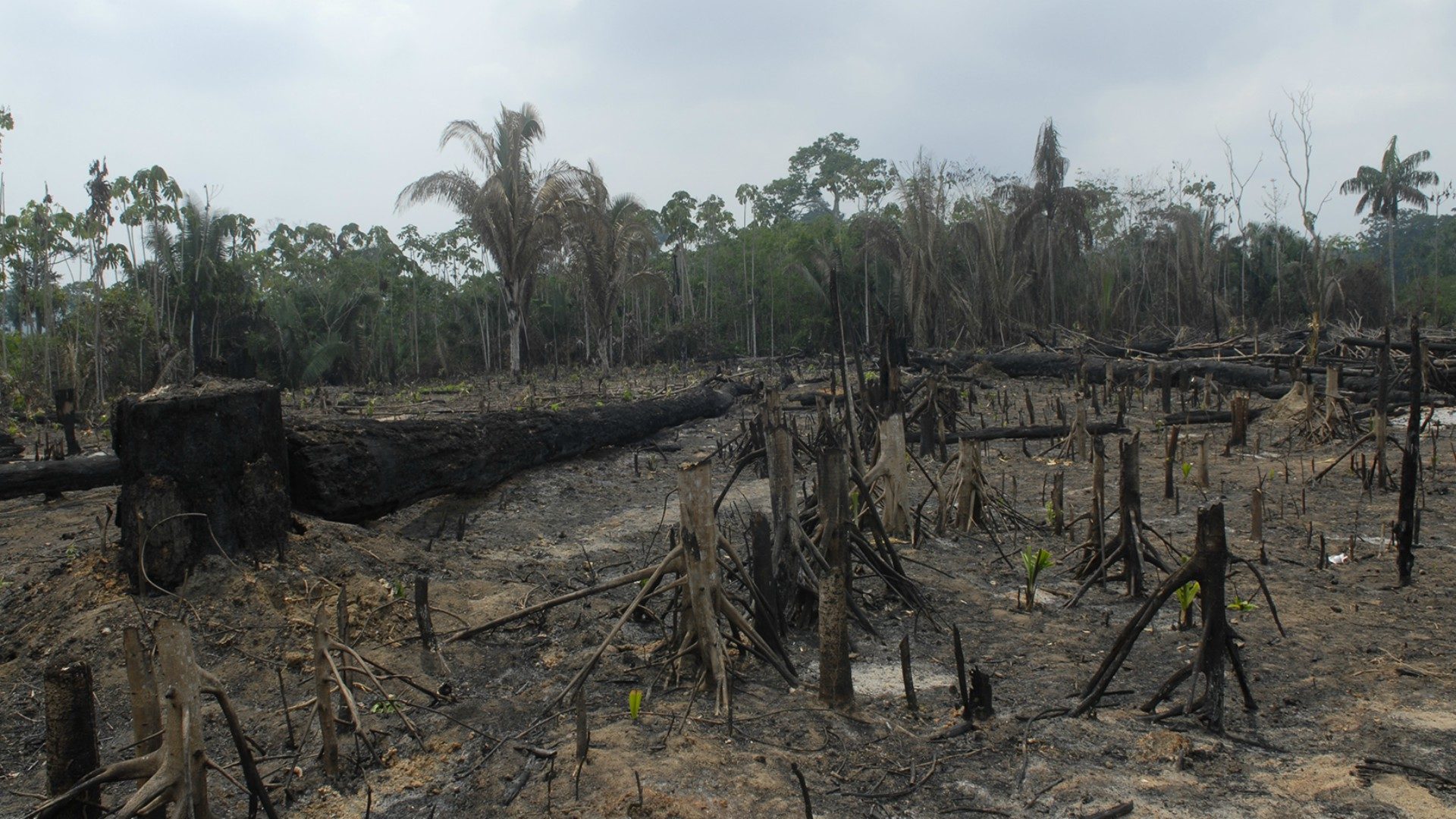 La déforestation ne cesse de progresser en Amazonie | © Jean-Claude Gerez