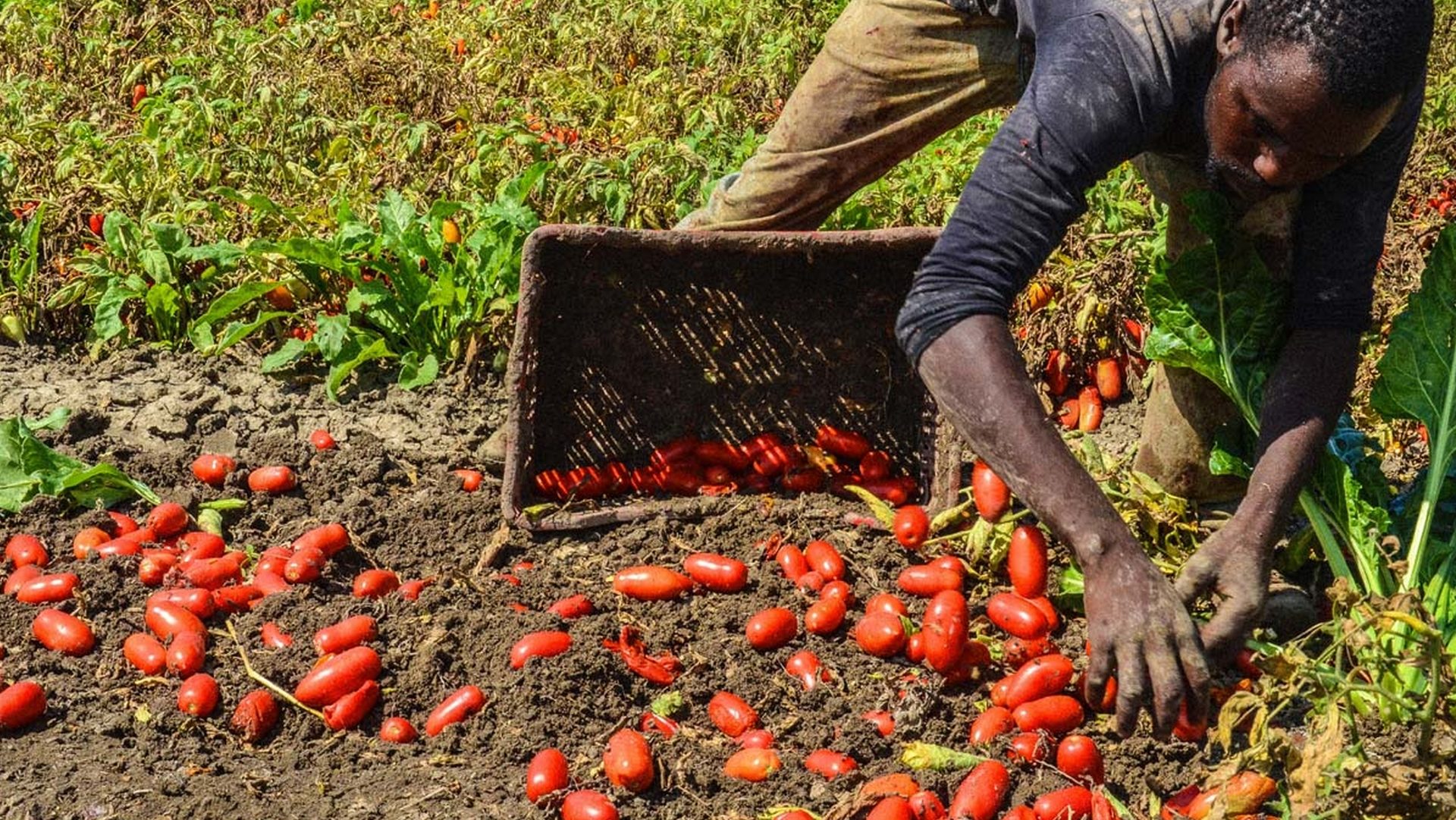 Un migrant récolte les tomates dans le région de Foggia | DR