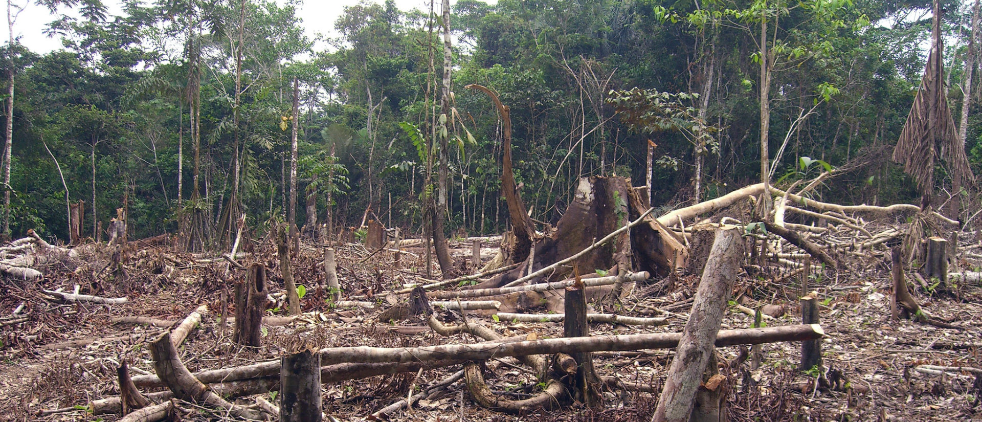 La situation écologique de l'Amazonie est "dramatique" | © Matt Zimmerman/Flickr/CC BY 2.0