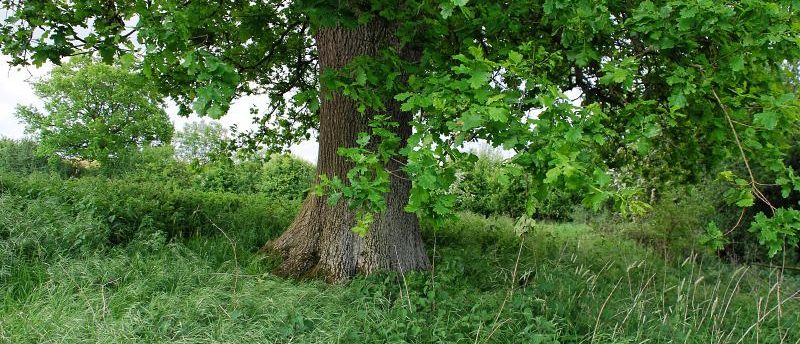 Le chêne sera un message d'écologie intégrale | © T. Butterfield/Flickr/CC BY-NC 2.0