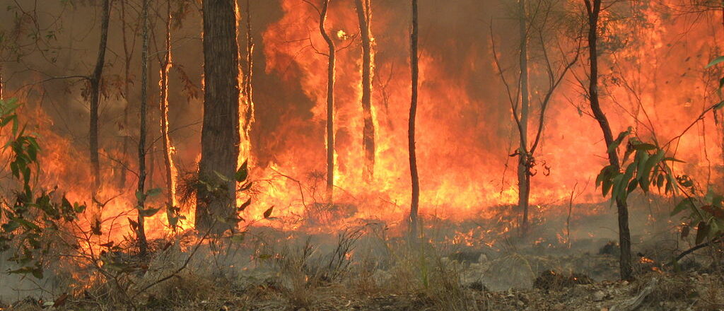 Les incendies qui ont ravagé l'Australie ont été favorisés par le réchauffement climatique | © 80 trading 24/Wikimedia Commons/CC BY-SA 3.0